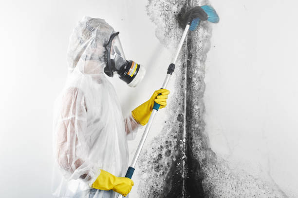 Asbestos and Lead Testing During Mold Inspection in Nederland, TX